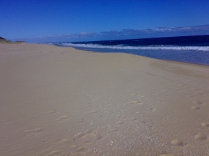 An exposed intertidal sandy flat located along Cape Conran Coastal Park in eastern Victoria, Australia.