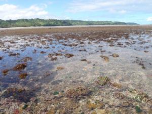 An intertidal coral reef exposed at low tide located in Fiji's Coral Coast.