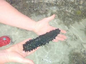 The exoskeleton of this sea cucumber can be found within its soft leathery body wall. When handling sea cucumbers it is important to hold them gently underwater to minimise stress to the animal. Do not squeeze or pull them.