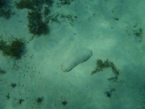 The simple and unobtrusive sea cucumber going about its business of cleaning the ocean floor. 