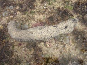 Sea cucumbers go about their business eating and cleaning the ocean's floor. Quite often the body of a  sea cucumber is covered with sand allowing it to camouflage with the ocean floor. This image was taken along the Coral Coast, Fiji.