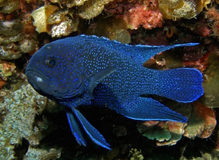 The Southern Blue Devil loves living in and around crevices, ledges and caves.