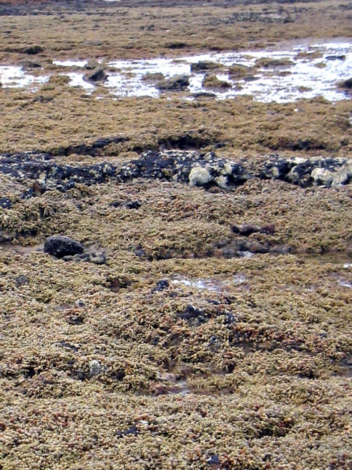 The brown seaweed Hormosira banksii growing on the rocky intertidal shore.
