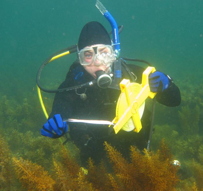 Dalton Koss HQ Partner, Rebecca Koss, doing underwater monitoring and surrounded by the brown seaweed Cystophora subfarcinata.