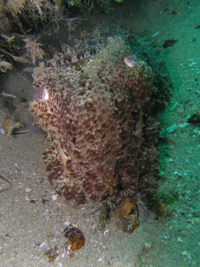 The Giant cuttle, Sepia apama, is found in southern temperate Australia extending from Western Australia to New South Wales. This species of cuttlefish can be identified by the three flat skin folds behind the eye and adults are often very curious.  