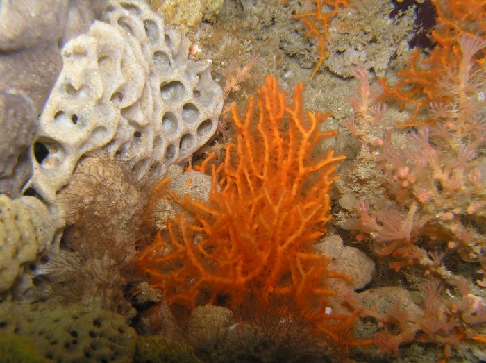 Octocorals are beautifully colourful.